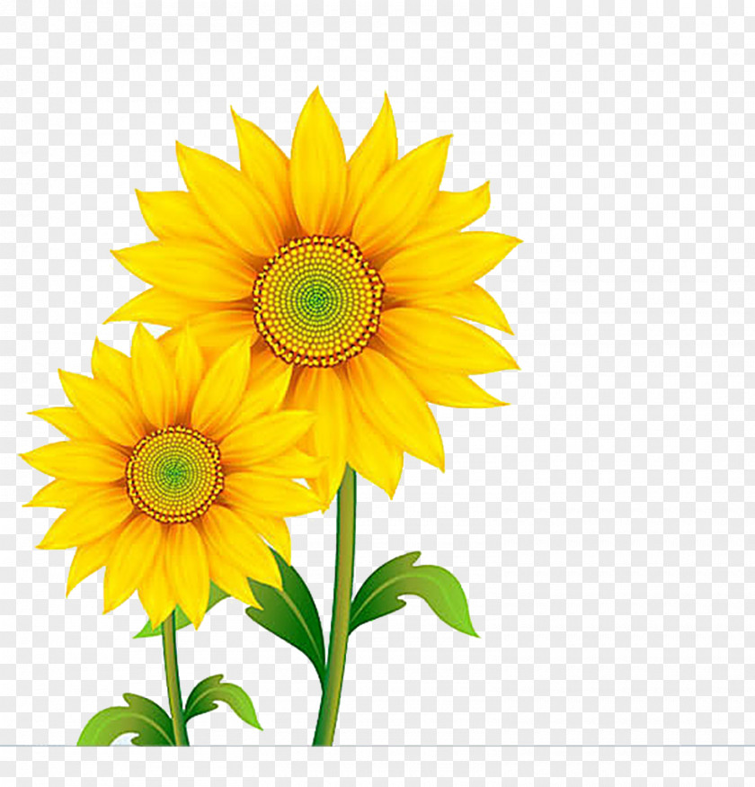 Sunflower Free Content Clip Art PNG