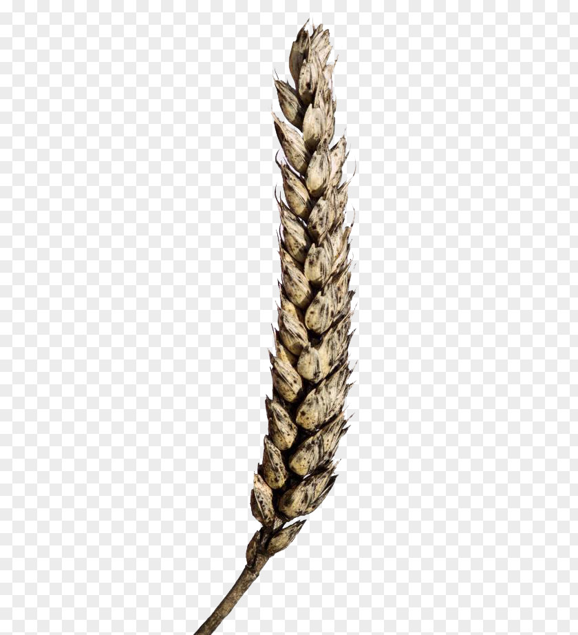 Moldy Wheat Cereal Ear PNG