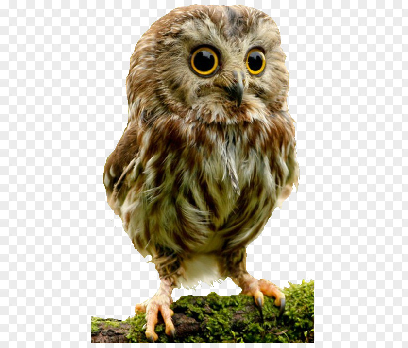 Owl Elf Bird Cuteness Infant PNG