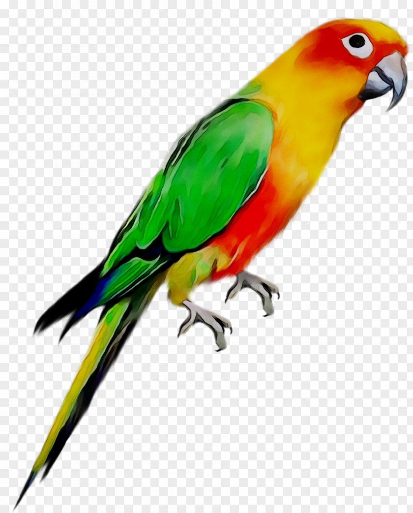 Parrot Bird Ghana Kumasi High School Pet PNG