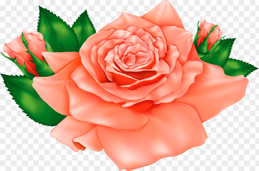Peach Flowers Rose Flower Clip Art PNG
