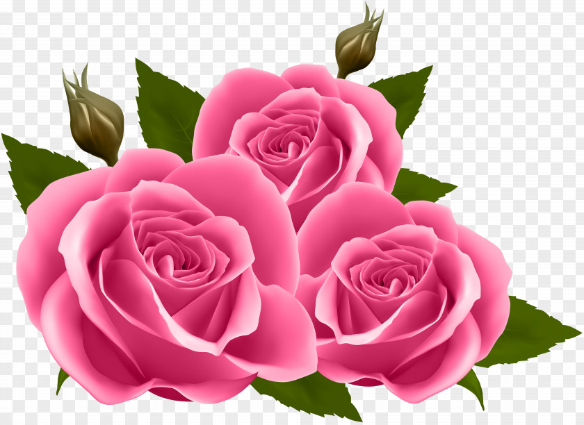 Pink Roses Clip Art Image Rose Purple Flower PNG