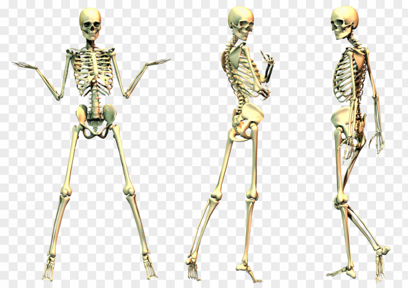 Skeleton File Human Bone PNG