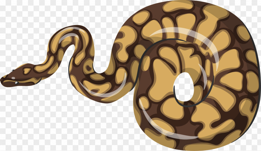 Snake Boa Constrictor Reptile Vipers PNG