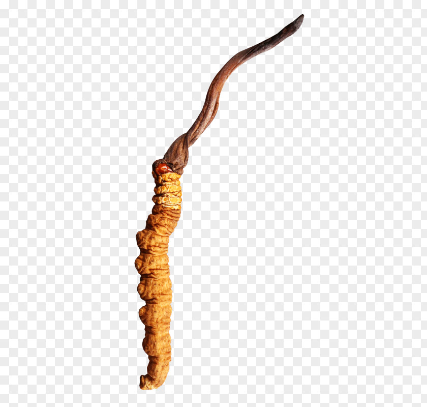 Worm PNG