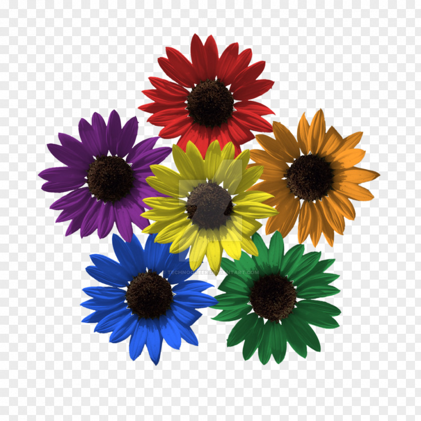 Chrysanthemum Common Sunflower IPhone 4S Transvaal Daisy Cut Flowers PNG