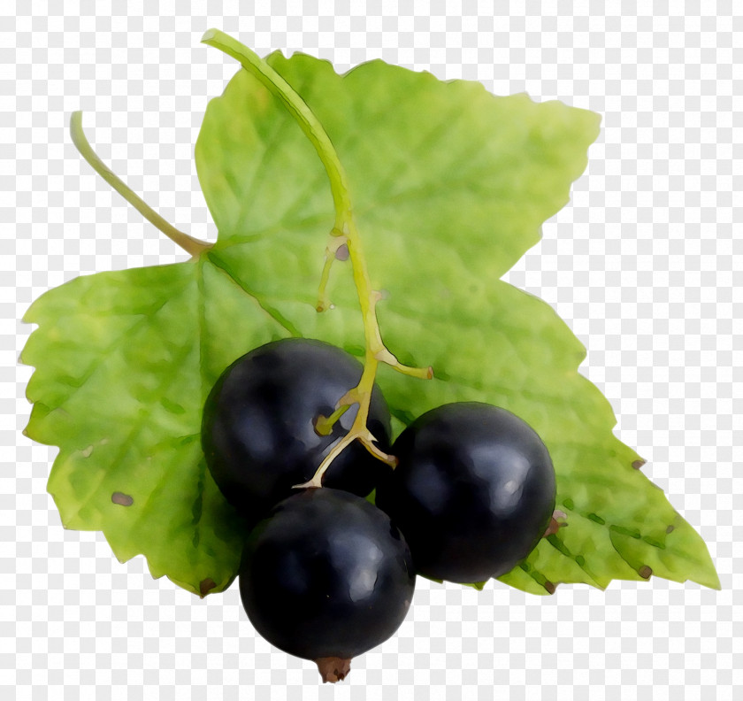 Gooseberry Blackcurrant Zante Currant Bilberry Redcurrant PNG
