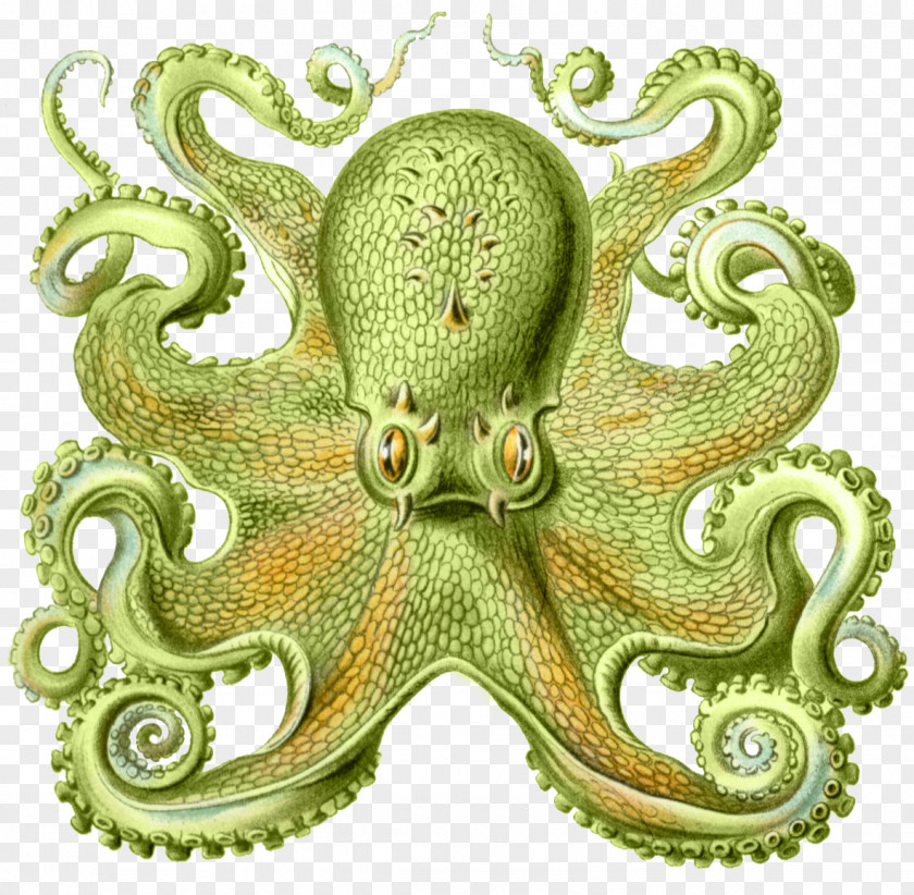 Nature Sea Animals Octopus Art Forms In Cephalopod Squid Drawing PNG