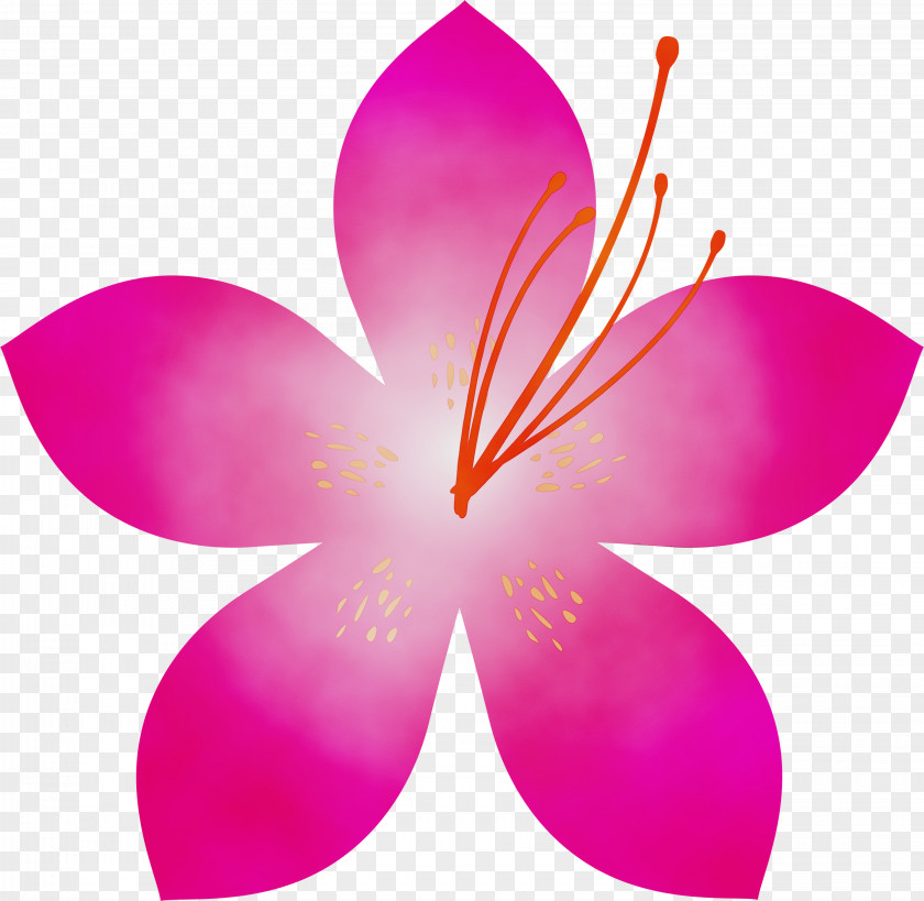 Petal Pink Flower Plant Frangipani PNG