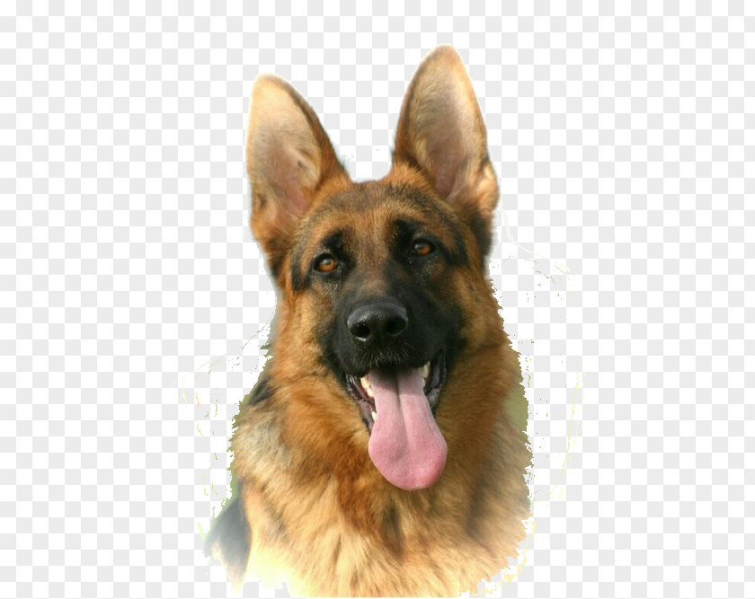 Puppy Old German Shepherd Dog King East-European Breed PNG