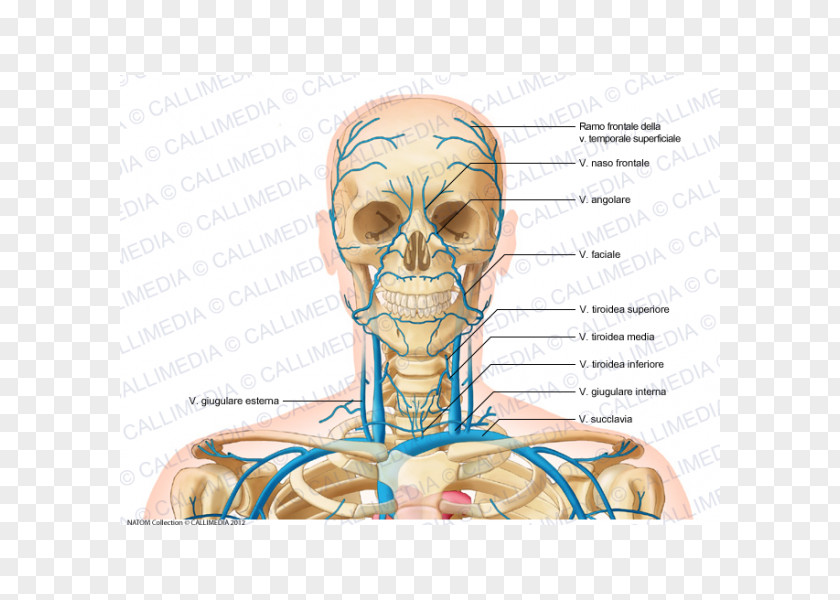 Superficial Temporal Vein Internal Jugular Head And Neck Anatomy PNG