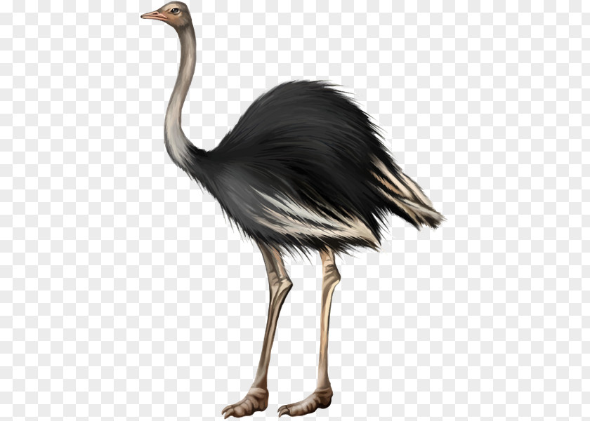 Bird Feather Stock Photography Common Ostrich PNG