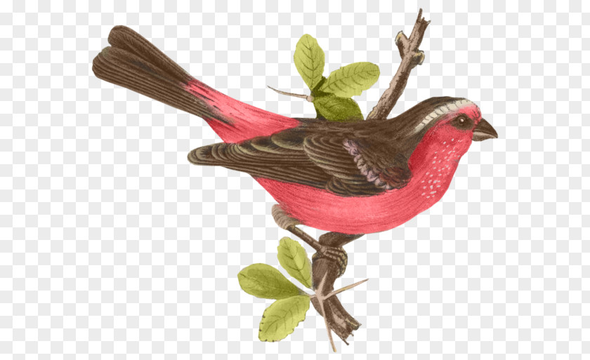 Bird Himalayan White-browed Rosefinch Lovebird Feather PNG