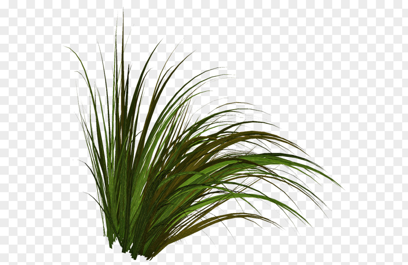 Cattails Tree Lawn Herbaceous Plant Clip Art PNG