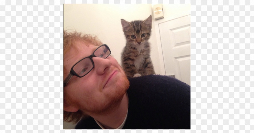 Ed Sheeran Kitten International Cat Day Celebrity PNG