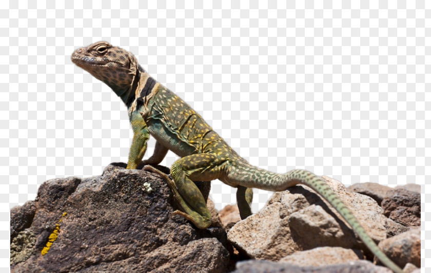Lizard Common Collared Desktop Wallpaper Reptile Green Iguana PNG