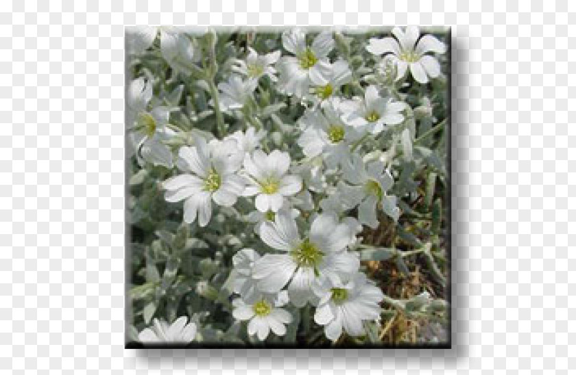 Phlox Subulata Perennial Plant Geranium Macrorrhizum Cornus Sericea Cerastium Tomentosum PNG