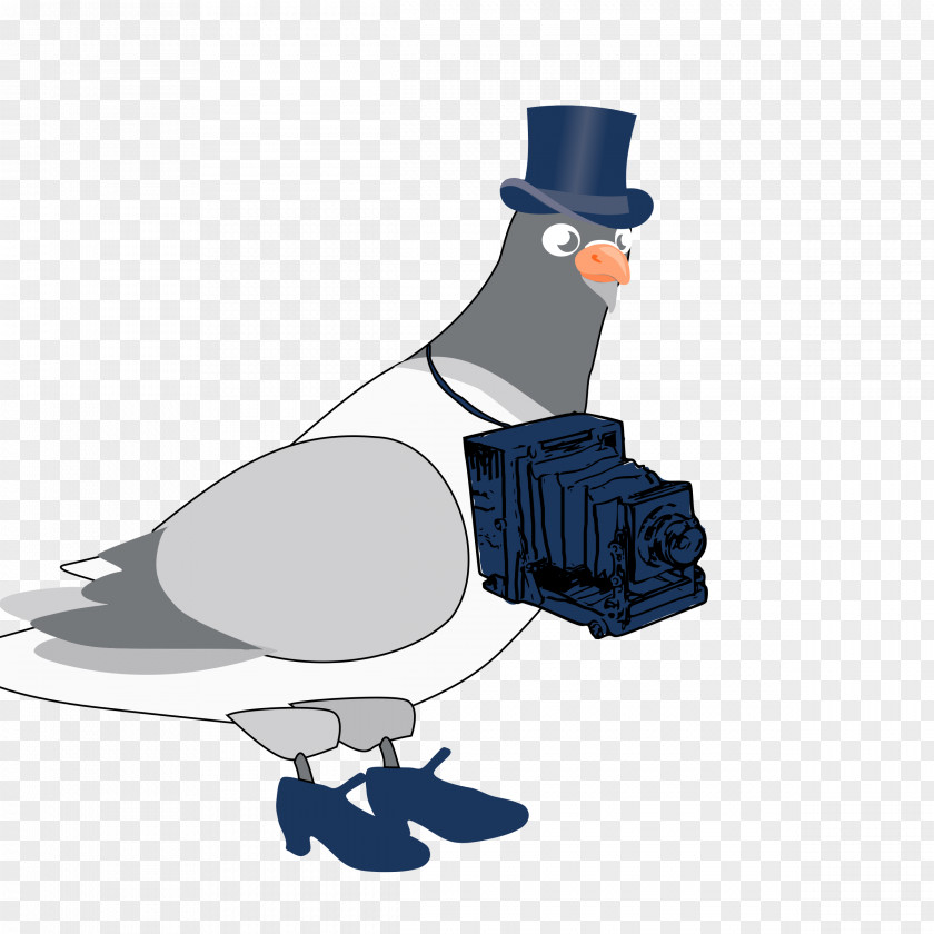 Pigeon Columbidae Bird Clip Art PNG