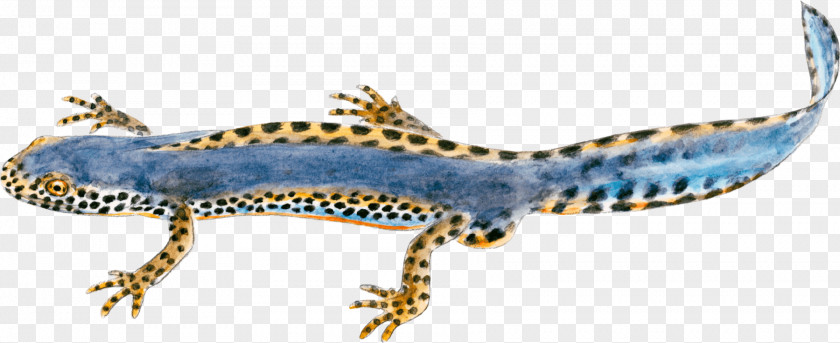 Ballet Gőték Alpine Newt Northern Crested Salamandre Gecko PNG