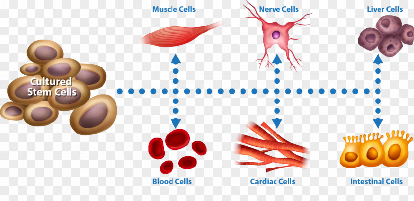 Cell Stem Stem-cell Therapy Controversy PNG