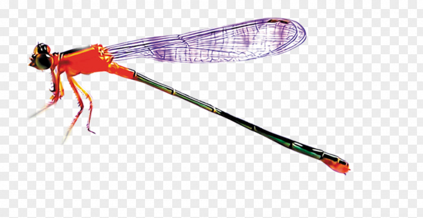 Dragonfly Stock Photos Insect Icon PNG