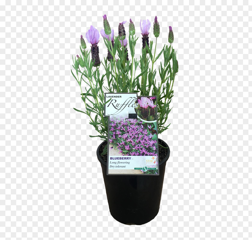 Flower Lavender Flowerpot Artificial Cut Flowers PNG