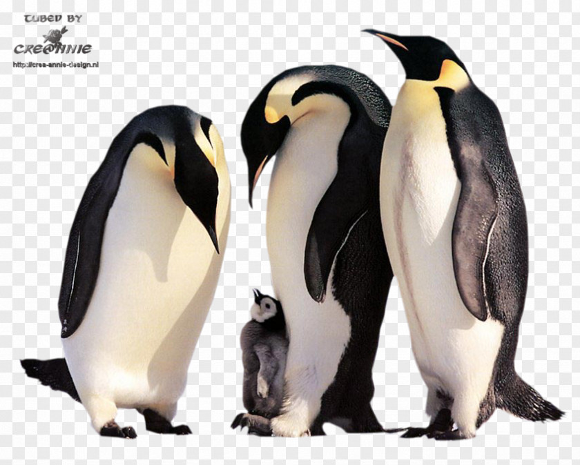 Penguin Emperor Penguin: Bird Of The Antarctic Cat Kitten PNG