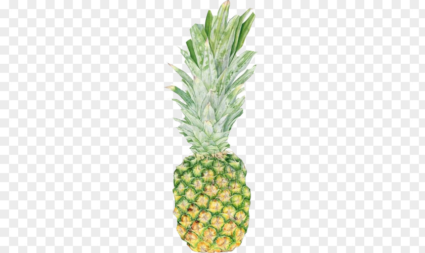 Pineapple Hand Painting Material Picture Pixf1a Colada Quotation McCoy Memorial Nursing Center Food PNG