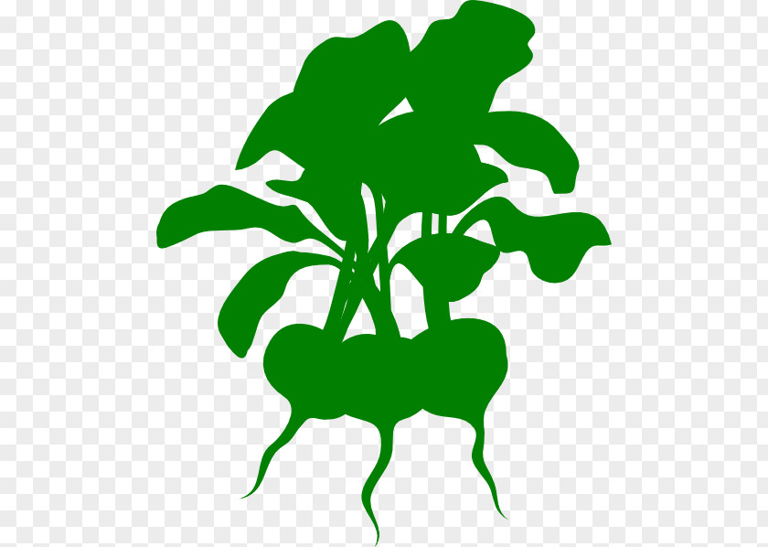 Vegetable Lettuce Wrap Stencil Beetroot Clip Art PNG