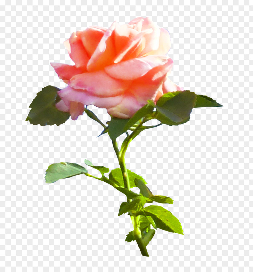 White Rose Pink Flower Leaf Clip Art PNG