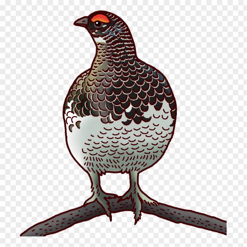 Beak Chicken PNG