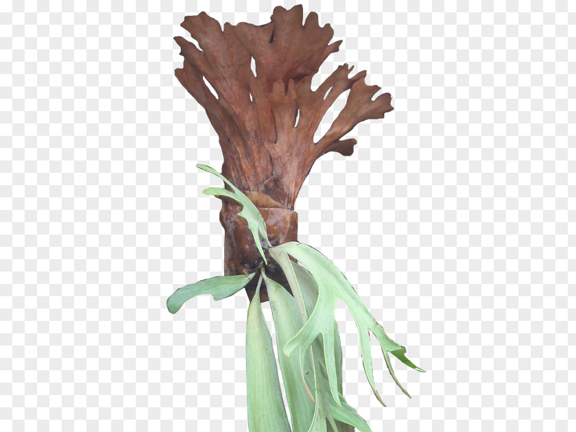 Bromeliad Tropical Plant Leaf Elkhorn Fern Ornamental Burknar PNG