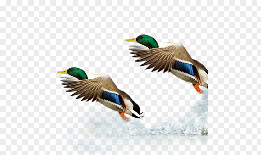Button Water Fly Mallard Duck Goose PNG