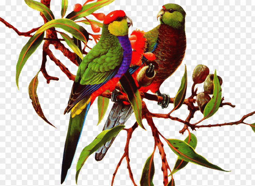 Bird Lorikeet Parrot Budgie Parakeet PNG