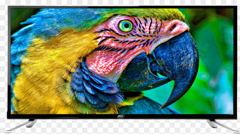 Bird Macaw Parakeet Cockatoo Rosellas PNG