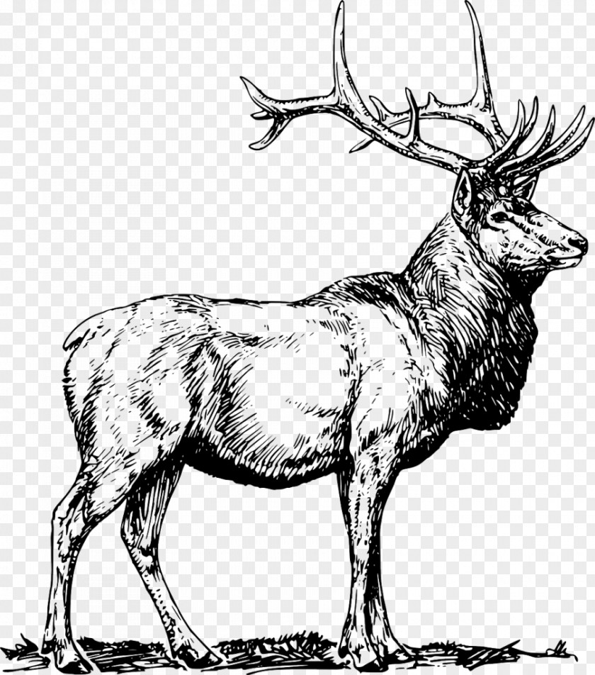 Deer Elk Clip Art PNG