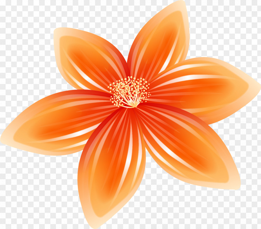 Orange Cut Flowers Lilium Bulbiferum Petal Poppy PNG