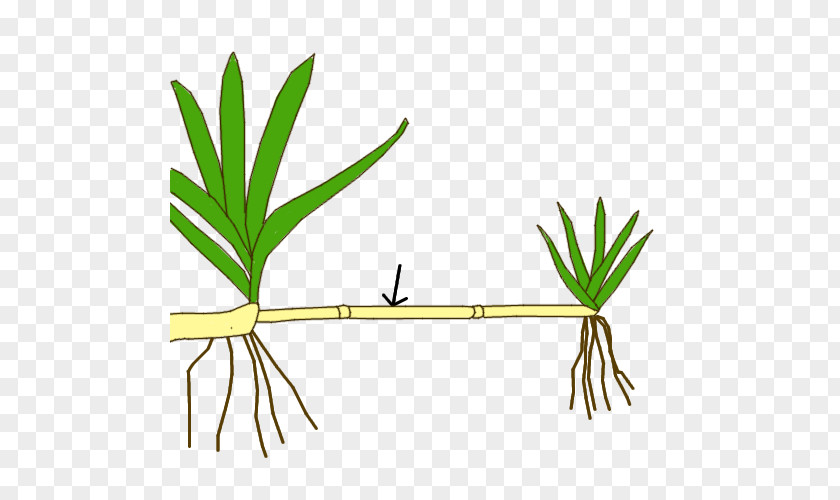 Plant Stolon Stem Reproduction Asexual PNG