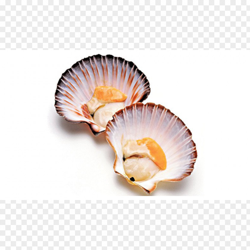 Shellfish Pectinidae Pecten Jacobaeus Recipe Dish Seafood PNG