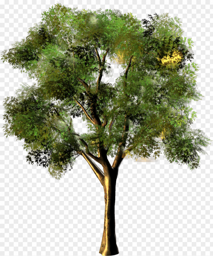 Tree Photomontage PNG