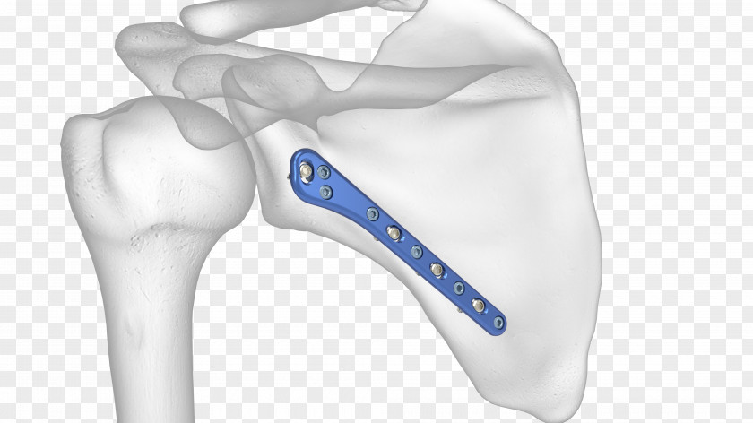 Lateral Scapula Anatomy Shoulder Glenoid Cavity PNG