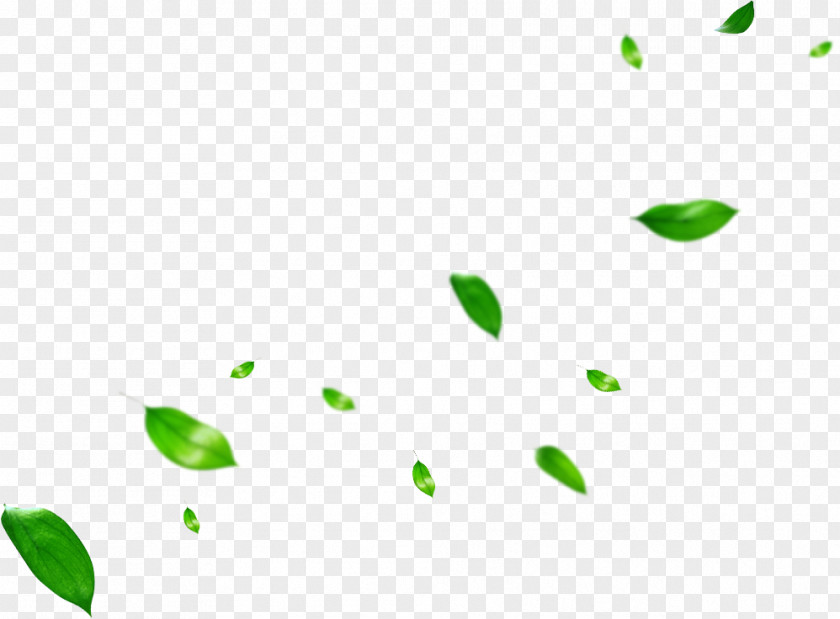 Leaf Clip Art Plant Stem Image PNG