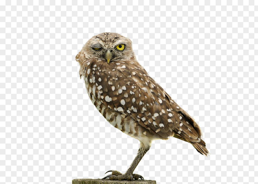 Owl Back Fauna Hawk Wildlife Beak PNG
