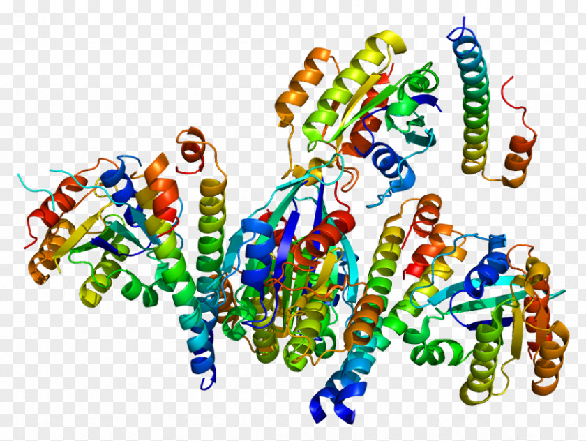 P-glycoprotein Gene Rabaptin RABEP1 PNG