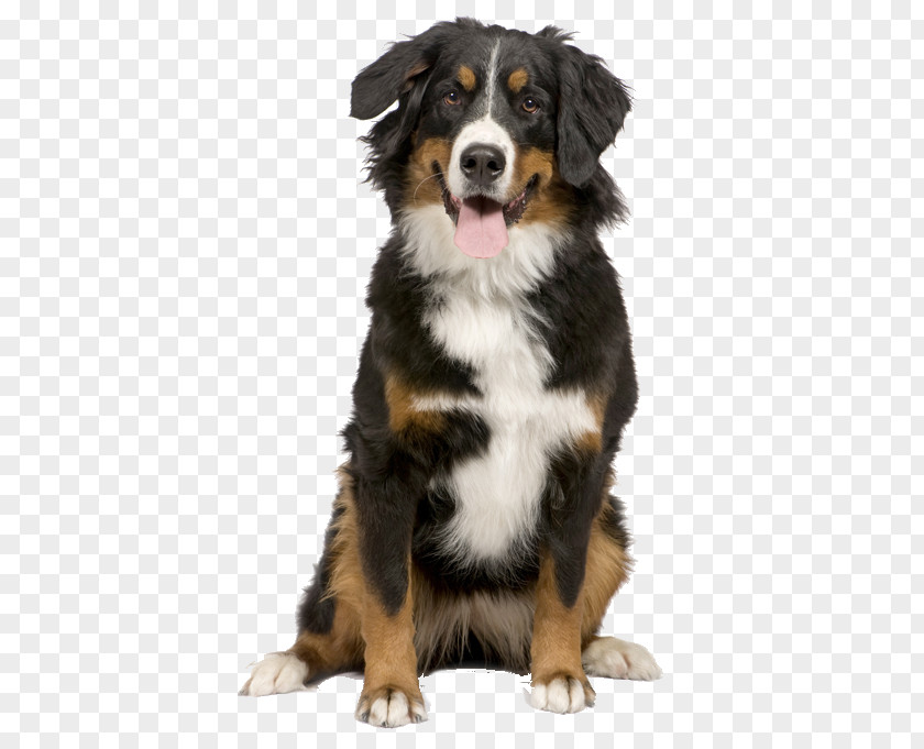 Puppy Bernese Mountain Dog Greater Swiss Border Collie Cat PNG