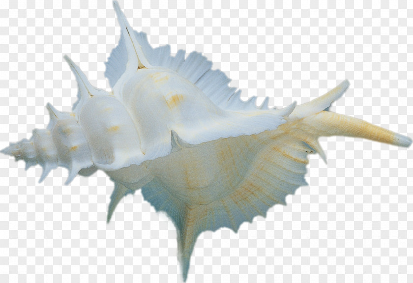 Seashells Seashell Conch Digital Image Marketing PNG