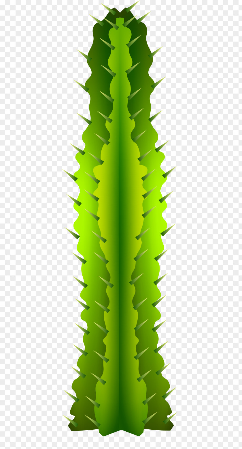 Vector Green Cactus Desert Vegetation Cactaceae Clip Art PNG