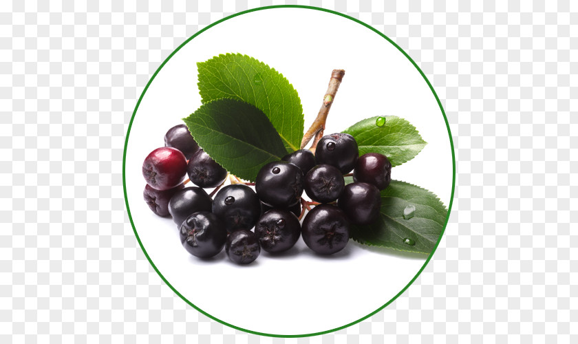 Aronia Melanocarpa Berry Arbutifolia Food Açaí Palm PNG