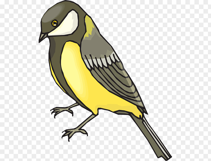 Cartoon Parrot Iowa The Goldfinch American European Clip Art PNG