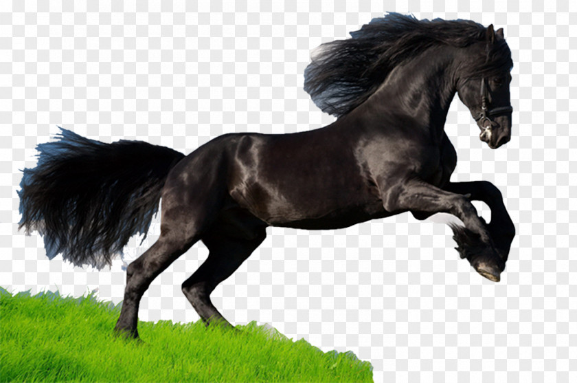 Dark Horse Mustang Thoroughbred American Quarter Arabian Paint PNG